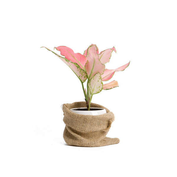 Queen Aglaonema