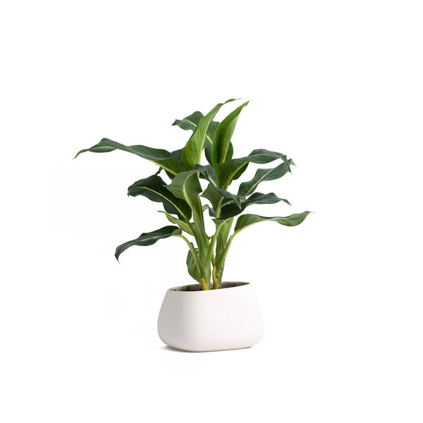 Zantedeschia Calla