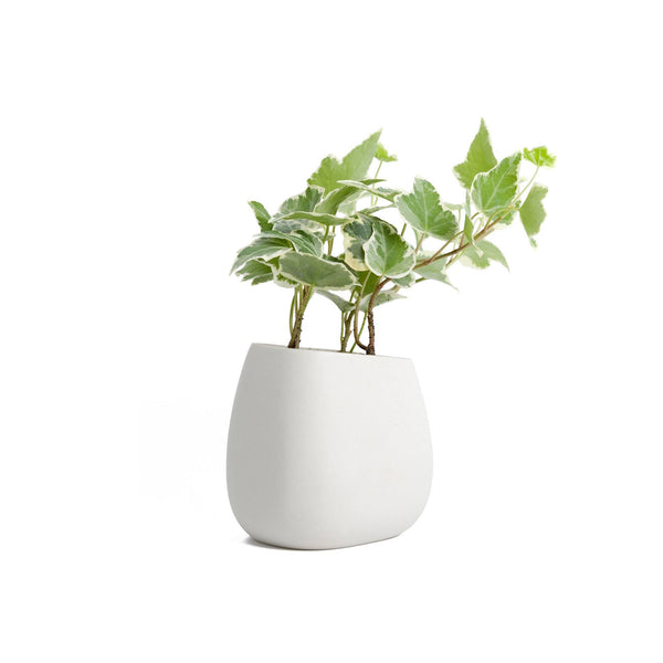 Meidenhair Fern