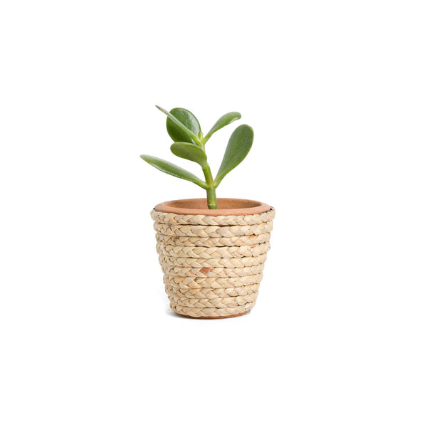 Peperomia Caperata