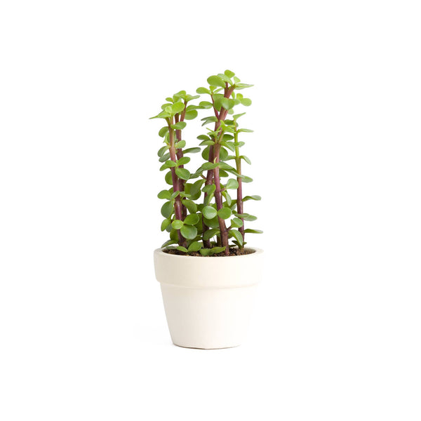 Bensai Ficus Ginseng