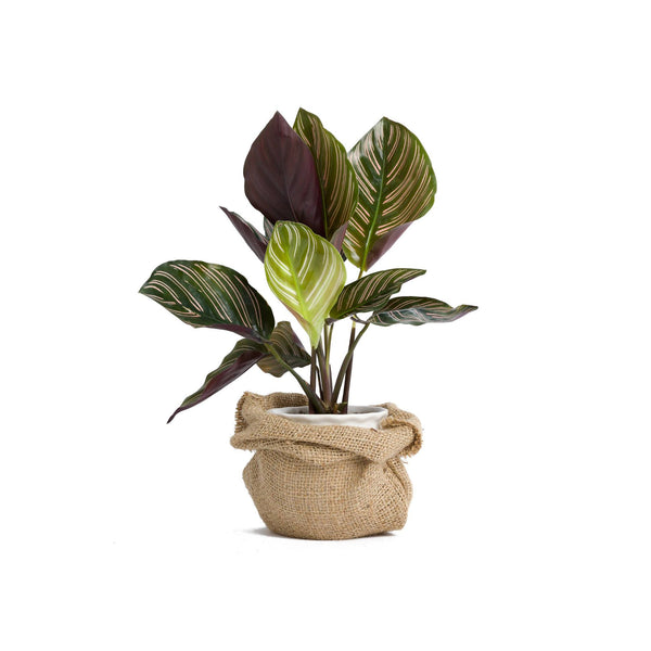 Calathea Compstart